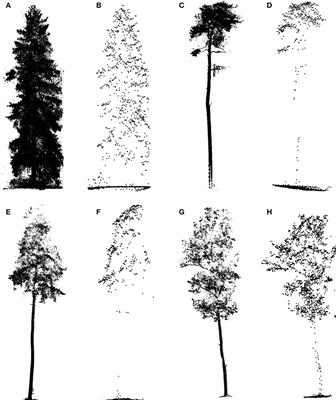 Recruiting Conventional Tree Architecture Models into State-of-the-Art LiDAR Mapping for Investigating Tree Growth Habits in Structure